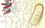 Science新成果挑战教科书：大量酶具有多重功能