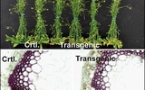 科学家研究低木质素转基因植物利于生物燃料生产
