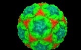超级计算机合成病毒3D图用于靶药对抗模拟