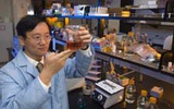 新型生物技术将非可食性生物质转变为淀粉