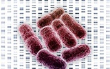 基因组和转录组测序技术揭植物病原菌生活史