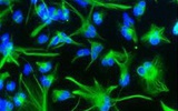 Science：日本科学家利用小鼠iPS细胞培育出卵细胞