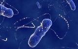 科学家首次将人类人工染色体成功植入老鼠体内