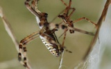昆虫学家发现昆虫交尾之后吃掉对象的复杂成因