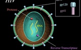 HIV病毒可编码用于治疗癌症的小分子肽