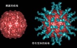 全球根除脊髓灰质炎行动启动紧急行动方案
