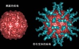 全球根除脊髓灰质炎行动启动紧急行动方案