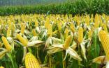 方舟子：“美国人不吃转基因玉米”的谣言可休矣