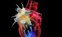 今日《科学》子刊：程柯团队带来抗体药物靶向受损心脏新方法