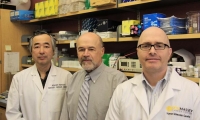 Cancer Research：休眠肿瘤很狡猾，先进入衰老状态再“爆发”