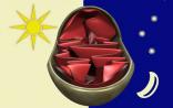 PNAS: 按时吃饭很重要因线粒体由生物钟调控