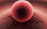 Cancer Research：癌细胞如何扩增？看瘤的硬度和低氧环境！