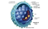 Nature子刊报道乙型肝炎治疗药物开发最新进展