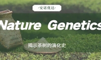 Nature Genetics：茶树单体型基因组组装揭示茶树的演化史