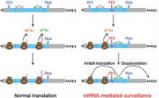 elife: miRNA对转录后mRNA质量进行监控