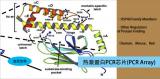 热激蛋白PCR芯片（Heat Shock Proteins PCR Array）（促）