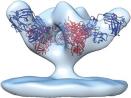 Science: 疫苗开发者的新希望