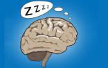 eLife：通宵工作毫无意义 睡眠和记忆相辅相成