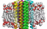 Science：人工设计生命元件迎重大突破！跨膜蛋白三维设计成现实