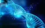 诺贝尔奖得主Cell揭示重要的“垃圾”DNA
