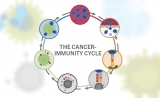 癌症遇上免疫，科学家画出一个完美的“圆圈”