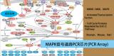 MAPK信号通路PCR芯片（MAP Kinase Signaling Pathway PCR Array）（促）