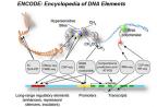 盘点ENCODE计划：10年遗传学（包括基因组学）实质性的突破