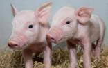 CRISPR/Cas9技术再立新功！抵御致命病毒感染的“猪猪侠”出世