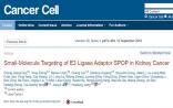 我科学家确定肾癌治疗新靶点