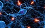 成人脑组织首次培育出活性神经细胞
