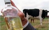 PNAS：奶牛抗体有助开发疾病新疗法