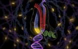 优于CRISPR，新一代基因编辑技术治疗血液疾病