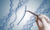 上海生科院等揭示APOBEC3介导的DNA修复在CRISPR/Cas9基因编辑中突变新机制