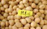 《纽约时报》揭转基因草甘膦：别再让我们做小白鼠了