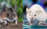 Nature、Science、Cell共探讨：实验室老鼠“脏”一点或许更好？