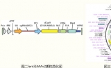 OneShine CRISPR/CAS9 long noncodingRNA过表达细胞文库