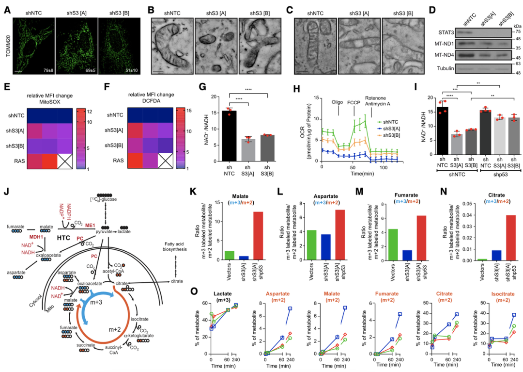 癌细胞为啥 老不死 科学家发现一种关键酶 有望开辟抗癌新疗法生物探索