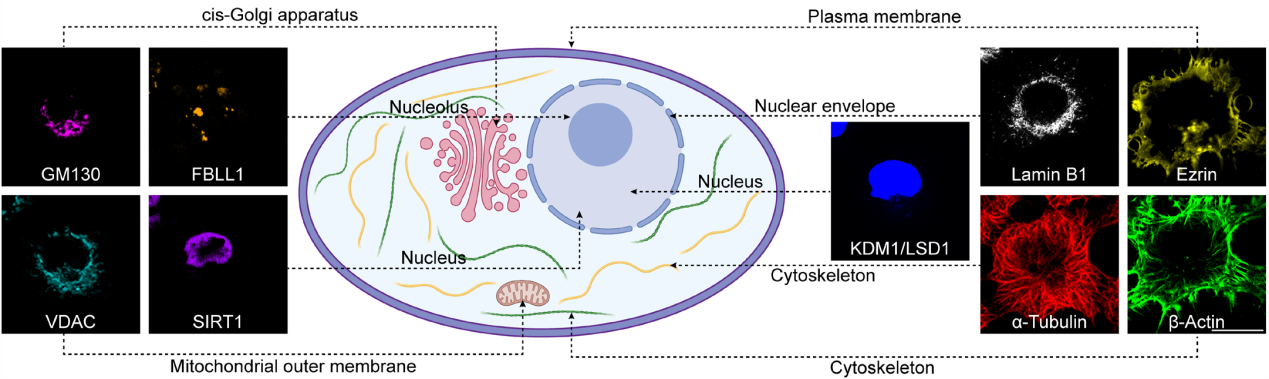 同济大学朱小立教授开发了单细胞空间蛋白质组学成像新技术。(图3)