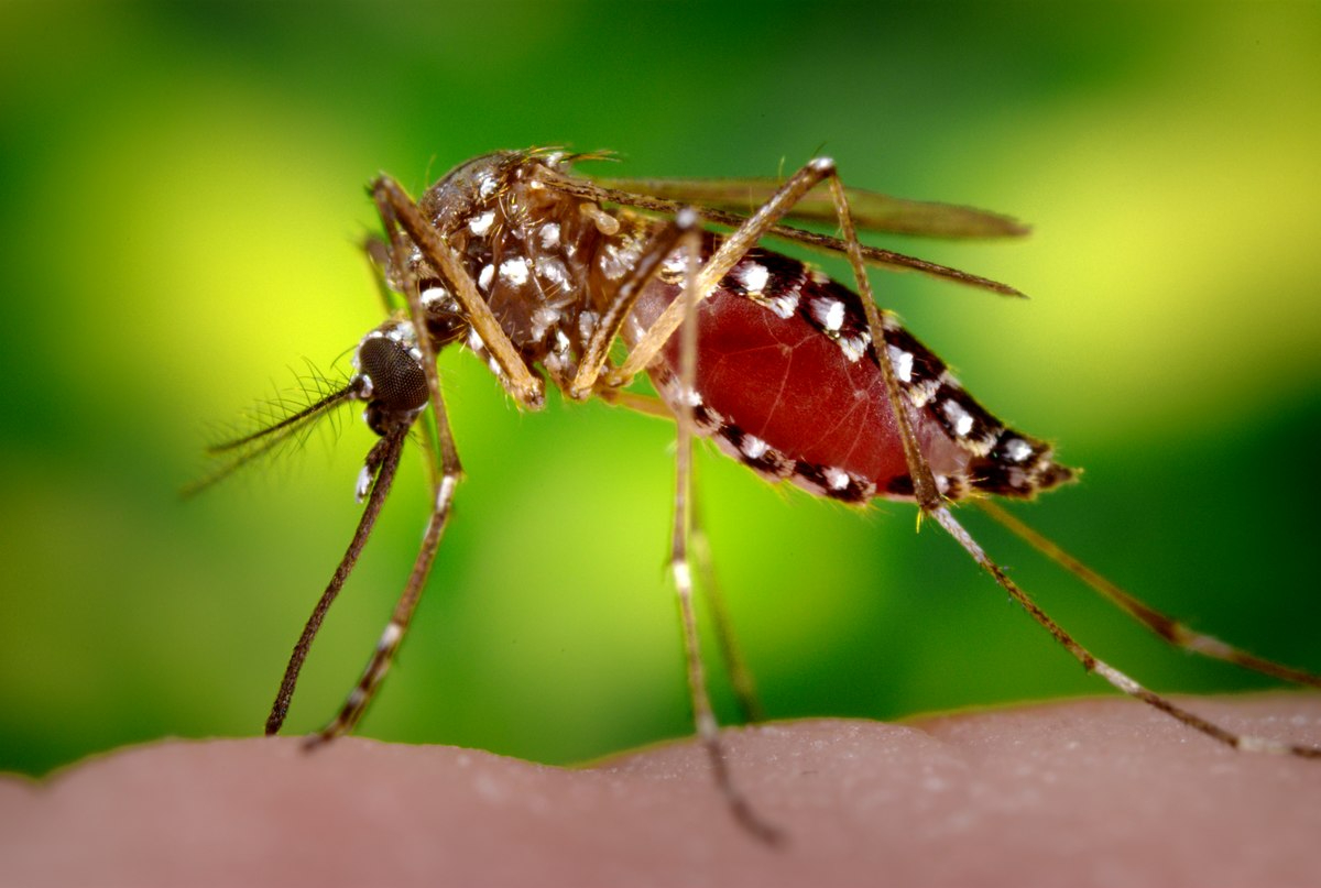 Nature：蚊子为什么对你“