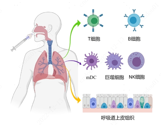 nature 子刊 | 鼻喷疫苗可显