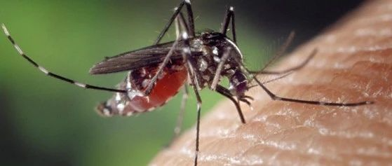 PLOS：蚊子唾液可以抑制人