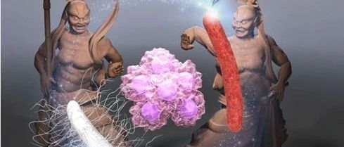 发现肿瘤内细菌可独立产