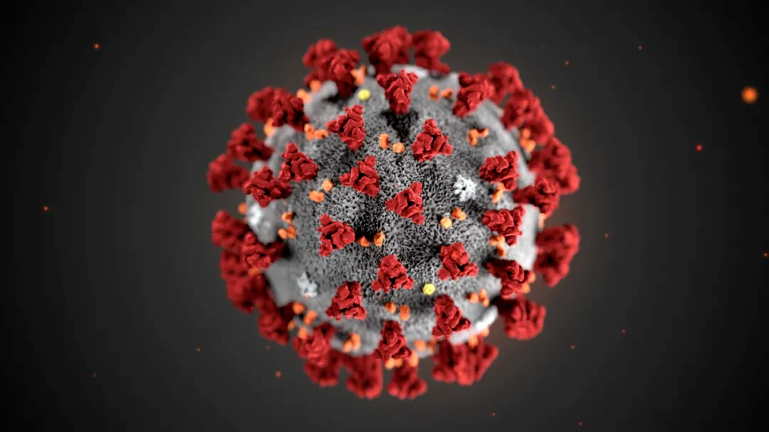 新型禽流感病毒H3N8可通过