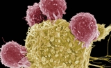 Science聚焦：个性化癌症疫苗的新“战绩”！