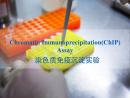 威斯腾生物染色质免疫沉淀实验在线讲座
