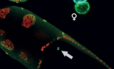 Science：人出生时自带“出厂说明书”