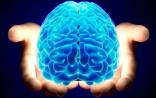 Nature子刊：日本科学家找到新溶液，充当大脑解剖学的“调色盘”