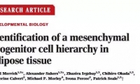 最新《科学》：脂肪细胞，请加油长！
