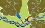 Nature：CRISPR将成为诺贝尔奖的赢家吗