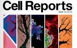 Cell子刊2015最佳：5篇Reports、4篇论文及2篇Resource